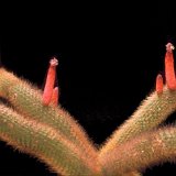 Cleistocactus brookeae ssp. vulpis-cauda -040.jpg